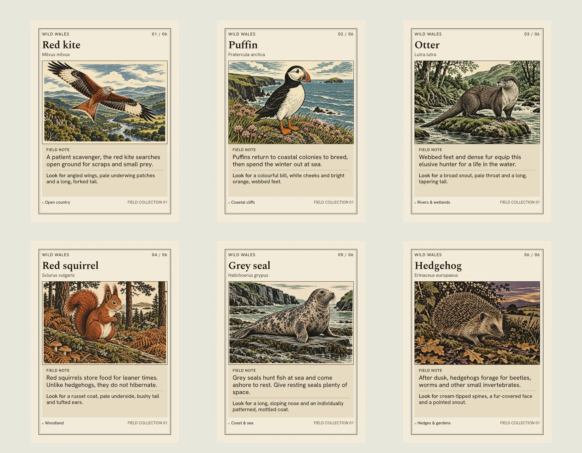 The six complete Wild Wales card faces: red kite, puffin, otter, red squirrel, grey seal and hedgehog.