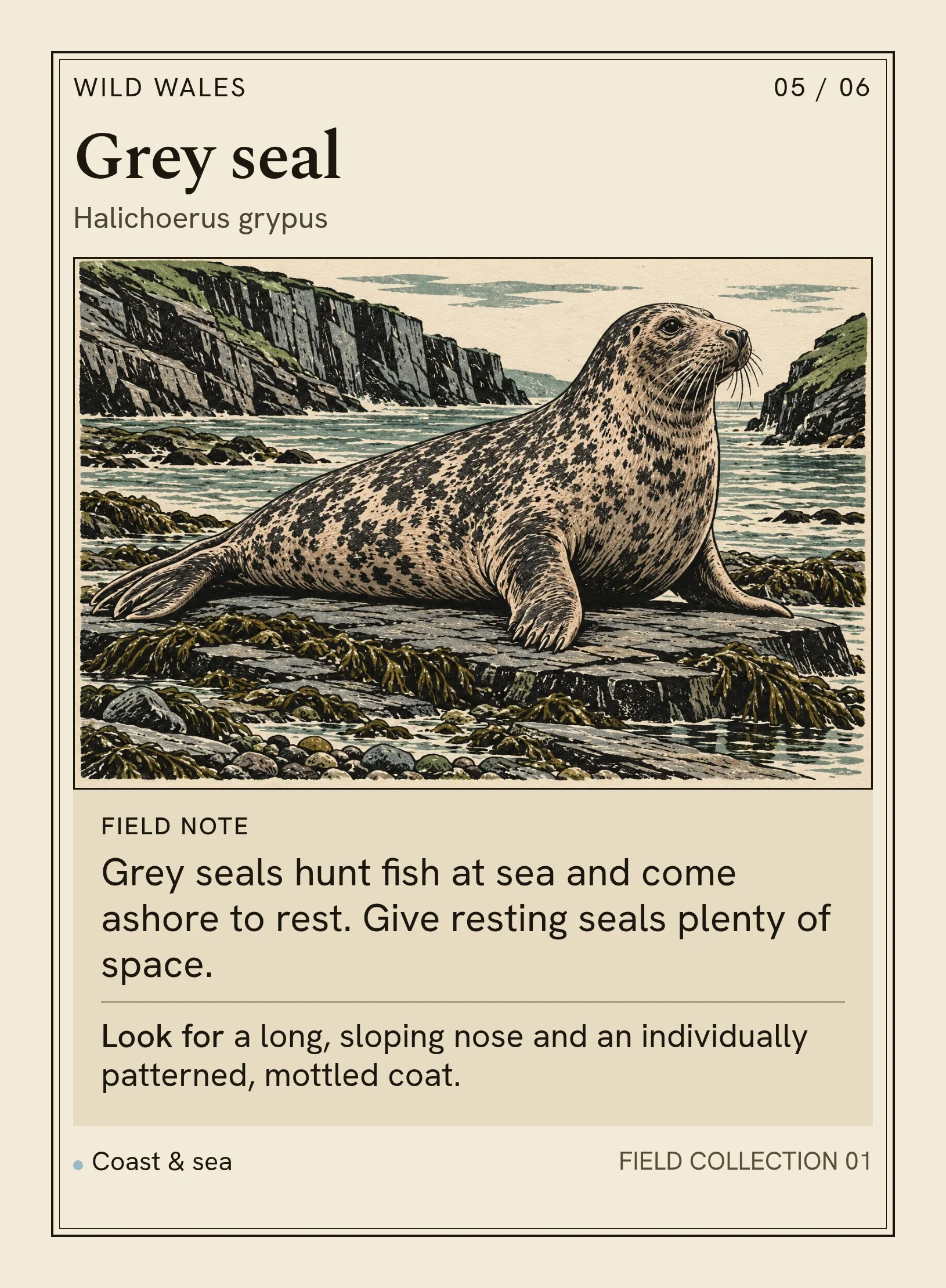 Complete Grey seal card, showing a mottled seal resting beside the sea.