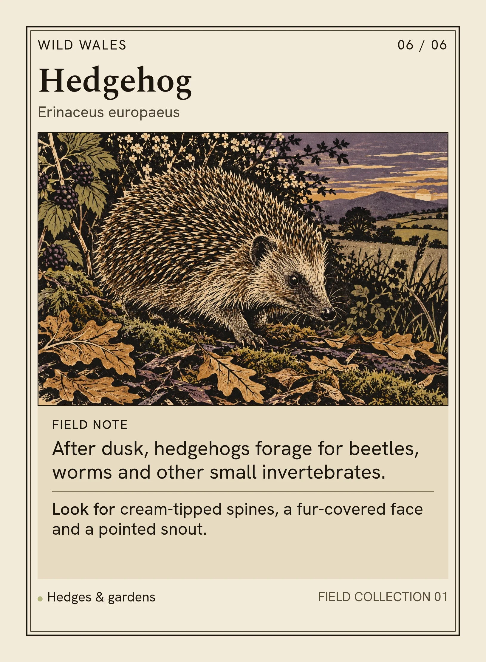 Complete Hedgehog card, with a hedgehog foraging below a hedge at dusk.