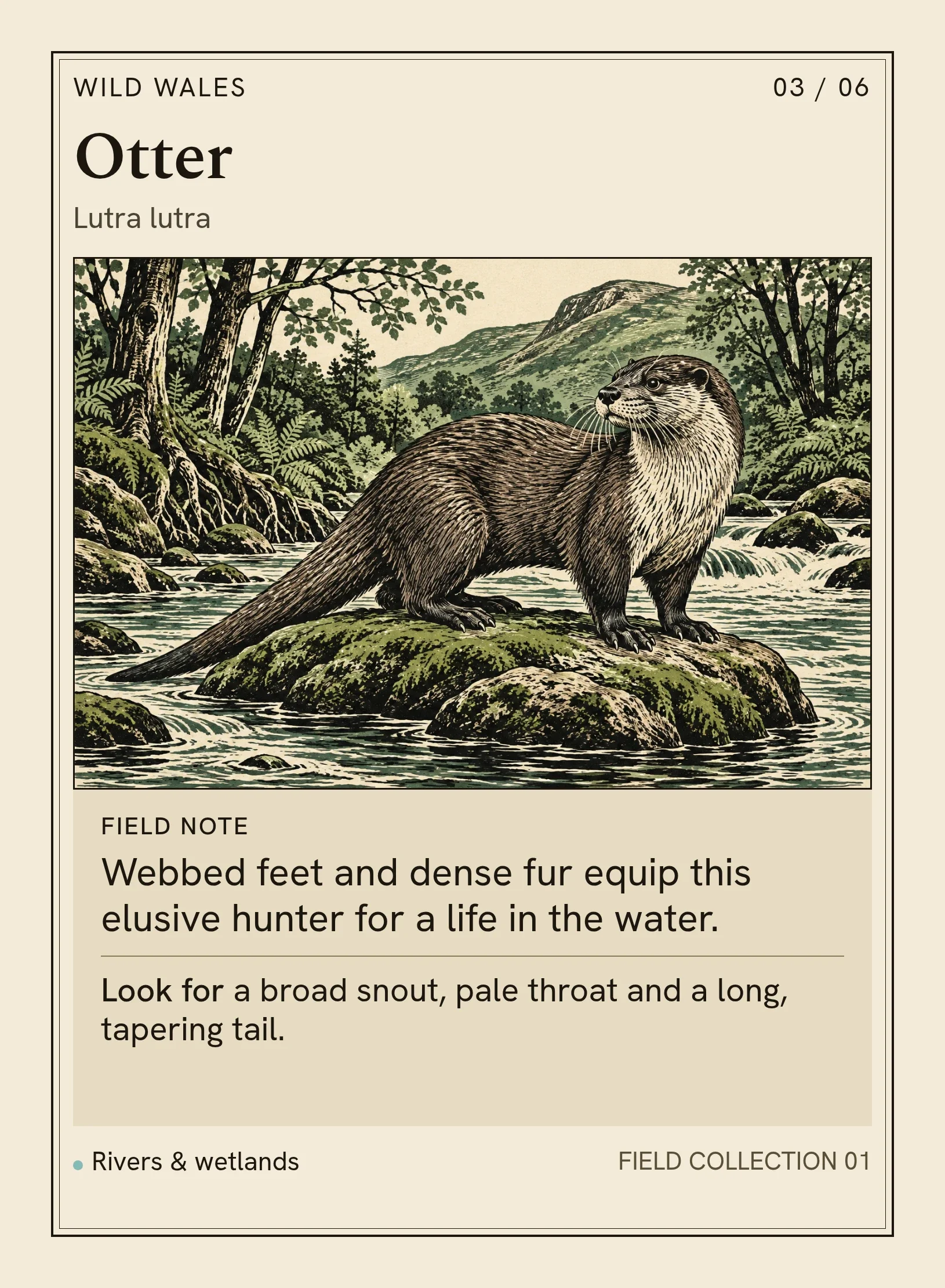 Complete Otter card, showing an otter beside a wooded river.