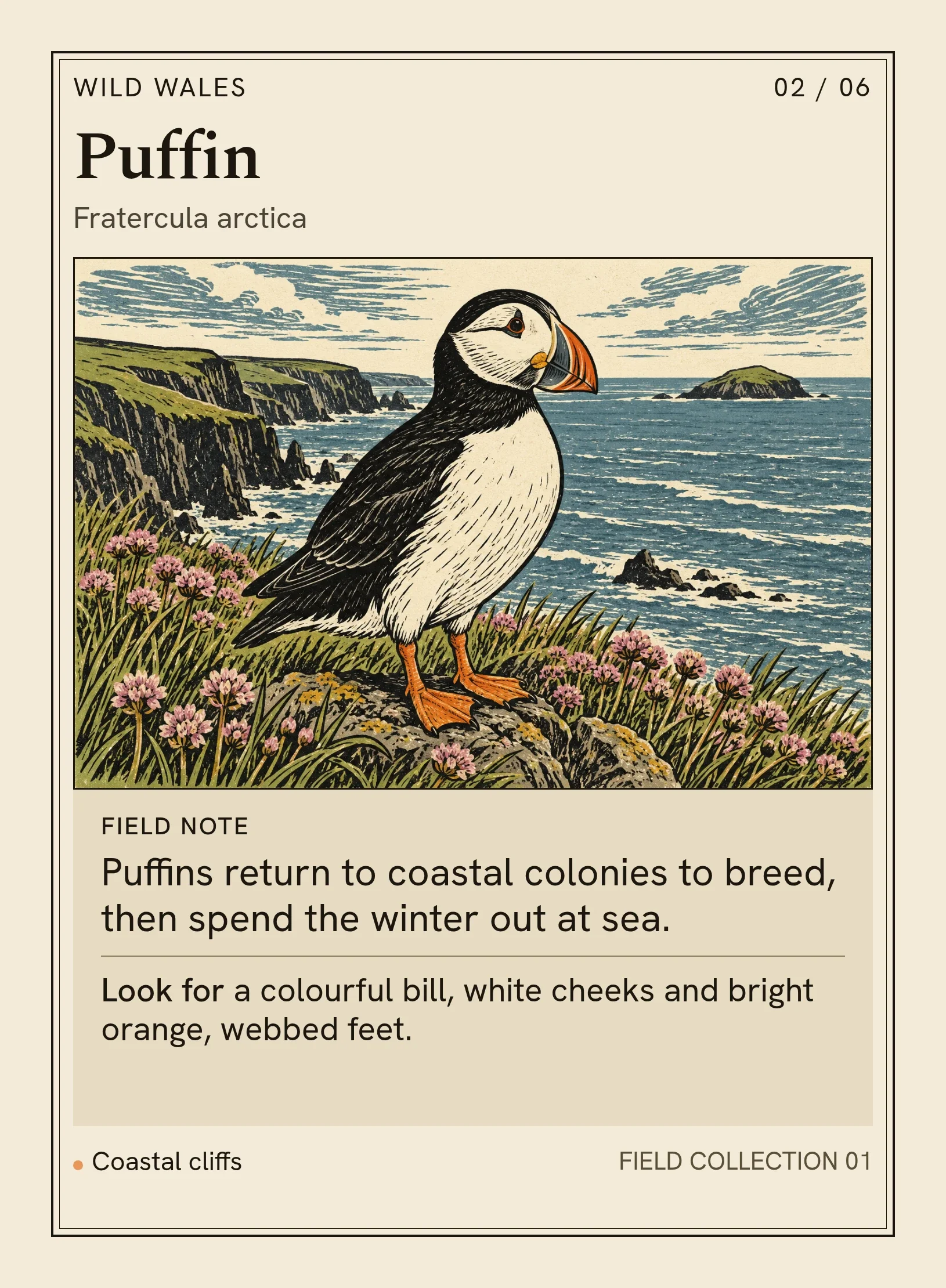 Complete Puffin card, with the bird on a sea-thrift-covered cliff.