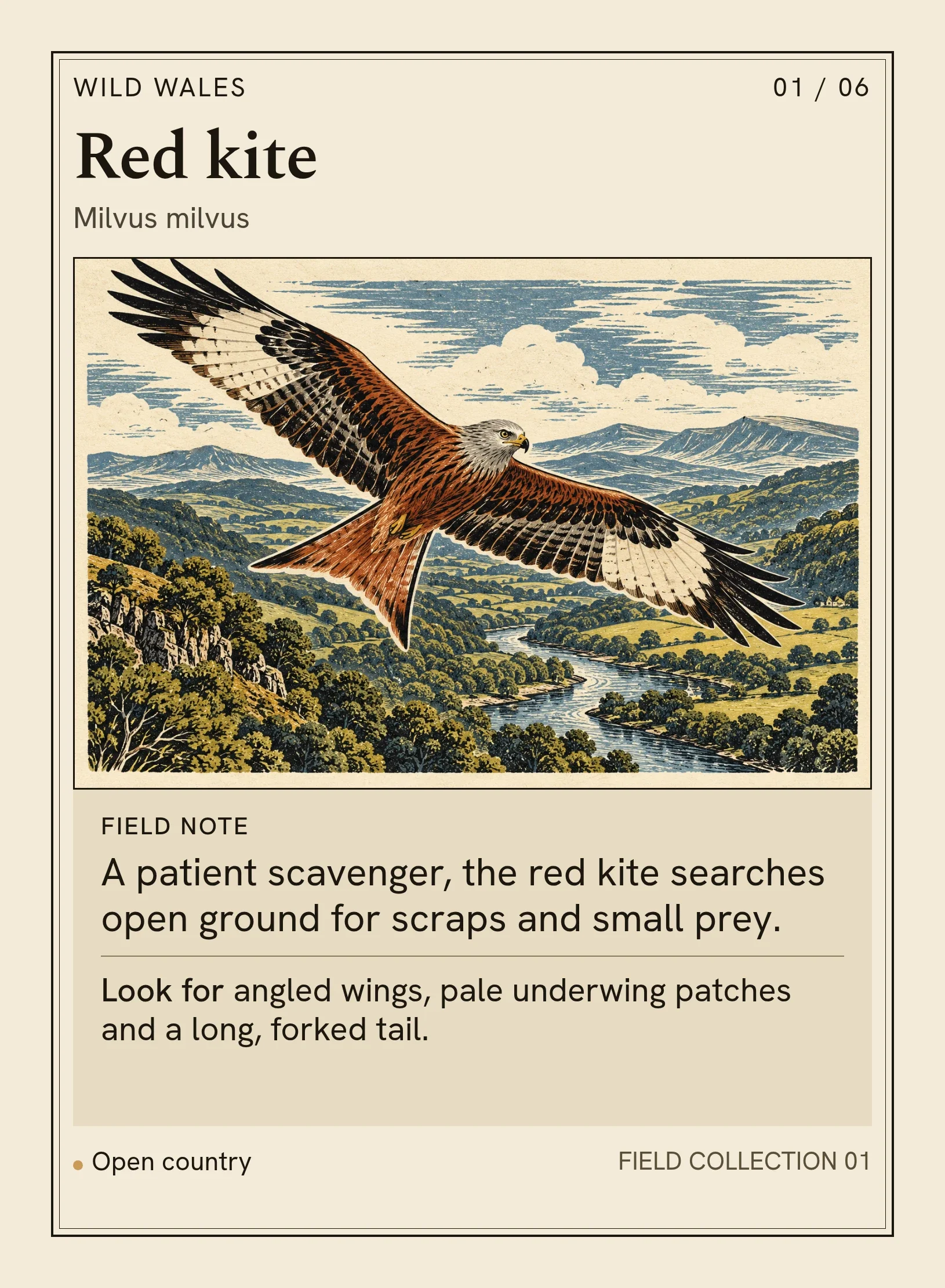 Complete Red kite card, with a fork-tailed bird above a Welsh valley.