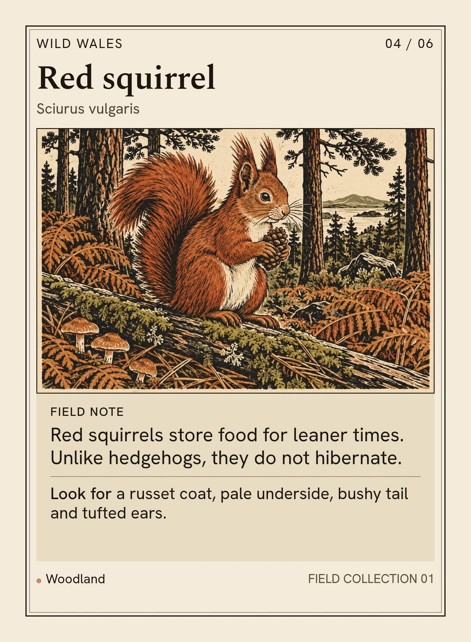 Complete Red squirrel card, with a tuft-eared squirrel holding a pine cone.